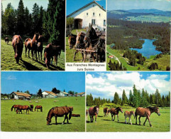 Suisse - Aux Franches Montagnes - Jura - Chevaux - Altri & Non Classificati