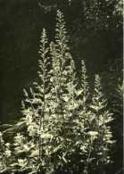 Rittersporn (digitales) Par Lilly Braunschweiger - Toxic Plants