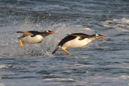 A63-70   @    Antarctica Polar Bird Penguins       , ( Postal Stationery , Articles Postaux ) - Pingueinos