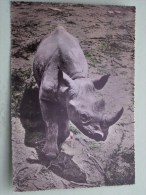 East African Game ( Rhinoceros ) / Anno 19?? ( Zie Foto Details ) !! - Rhinozeros