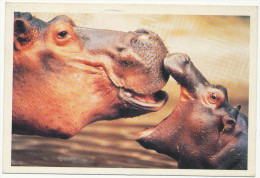 HIPPOPOTAMUS - BABY HIPPO - ANIMAL, Old Postcard - Hippopotamuses
