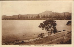 New Caledonia - Postcard  Unused - Araucarias In South Island - 2/scans - Nuova Caledonia