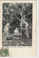 S2106- Picking Cocoa. Trinidad, B.W.I. - Trinidad