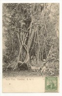 S2112 - Rope Tree. Trinidad, B.W.I. - Trinidad