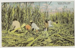 S2116 - Cutting Sugar Cane, Hawaiian Islands - Big Island Of Hawaii