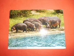 B624 Ippopotami Tanzania Viagg. - Hippopotames