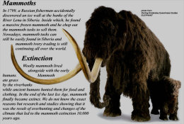 (N62-052  )  Mammoth Mammuthus Fossil , Prestamped Card, Postal Stationery - Fossielen