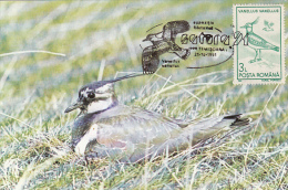 R57676- BIRDS, NORTHERN LAPWING, MAXIMUM CARD, 1991, ROMANIA - Cigognes & échassiers
