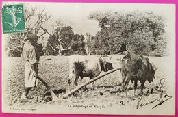 Cpa Le Labourage En Kabylie Attelage De Boeufs Carte Postale Agriculture Algérie 1908 Métier Agricole - Attelages