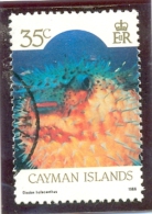 1986 CAYMAN ISLANDS Y & T N° 591  ( O ) Faune Marine - Cayman Islands