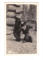 ALASKA BEAR CUBS  -  - OURS - - Altri & Non Classificati