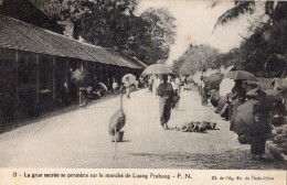 LA GRUE SACREE SE PROMENE SUR LE MARCHE DE LUANG PRABANG - Laos