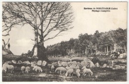 42 - NOIRETABLE - Environs - Paysage Champêtre - Moutons - Noiretable