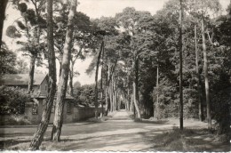 95. Beauchamp. Avenue Des Sapins - Beauchamp