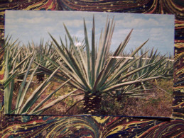 CPM.  HENEQUENAL SISAL PLANTATION YUCATAN MEXICO - México