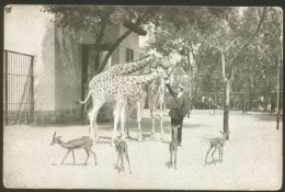 HUNGARY BUDAPEST ZOO GIRAFFES OLD POSTCARD - Giraffe
