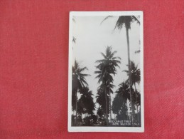 Papua New Guinea Cocanut Trees        -------Reference 1684 - Papua New Guinea