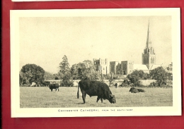 DEUA-01 Cows And Chischester Cathedral. Not Used - Chichester