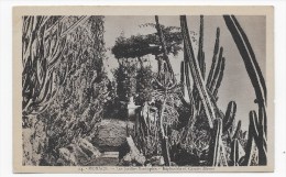 MONACO - N° 24 - LES JARDINS EXOTIQUES - EUPHORBLA ET CEREUS DIVERS - CPA - Exotic Garden