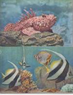 Monaco Cartes Postales Aquarium Poissons - Exotischer Garten