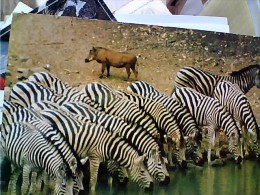 ZEBRE  ZEBRA   E FACOCERO SUD AFRICA   V1959  EQ13143 - Zebras