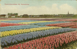 CP De SASSENHEIM " Hyacinthenvelden Bij Sassenheim " . - Sassenheim