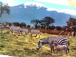 ZEBRA  ZEBRE  AFRICA  VB1977  EQ13191 - Zebras