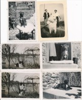 Lot 6 Photos De Chiens Des Années 30 - Photographie Ancienne - No CPA - Retratos