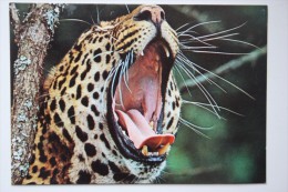 Africa. Leopard  - Old Postcard - Kenya - Tijgers