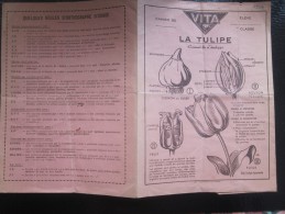 1944 Protège-cahiers Publicitaire Les Graines Vivantes Fleurs VITA: La Tulipe  Verso Quelque Règle D'orthographe D'usage - Agricoltura