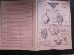 1944 Protège-cahiers Publicitaire Les Graines Vivantes Fleurs VITA: La Tulipe  Verso Quelque Règle D'orthographe D'usage - Farm