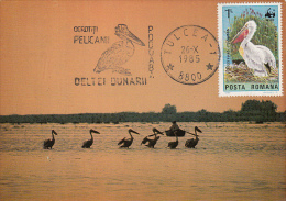 11545- PELICANS, BIRDS, MAXIMUM CARD, 1985, ROMANIA - Pelicans
