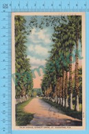 US Florida FL, (Palm Avenue Garnett Groove St-Augustine, Cover Détona Beach 1939, CPSM Linen Postcard ) Recto/Verso - St Augustine