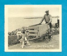 Mini CPSM Small Card CANADA - Gaspesian Dog Card * Attelage De Chien PQ P. Q. Québec * Voiture à Chiens - Gaspé