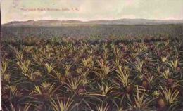 Hawaï Oahu 1920 Plantation D' Ananas Pine Apple Field Wahiawo - Oahu