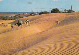 11749- MASPALOMAS- THE LAK, THE BEACH, LIGHTHOUSE, DUNAS CHAMELS - Andere & Zonder Classificatie