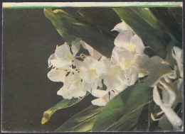 1991-EP-37 CUBA 1991. Ed.149i. MOTHER DAY SPECIAL DELIVERY. POSTAL STATIONERY. ERROR DE CORTE. FLORES. FLOWERS. UNUSED. - Briefe U. Dokumente