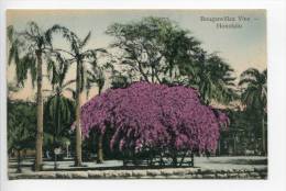 OE5/ Ca 1910 Bougainvillea Vine Honolulu HI, Hawaii And South Sea Curio Co. - Honolulu