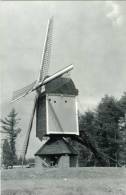 GEEL - Larum (Antw.) - Molen/moulin/mill - De Larumse Molen In 1988, Kort Na De Restauratie - Geel