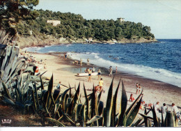 CP - PHOTO -  LE RAYOL - LE CANADEL - POINTE DES ROSSIGNOLS - 223 - MAR - Rayol-Canadel-sur-Mer