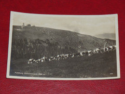 Feldberg Freiburg Kühe Cow Schwarzwald Baden Baden Würtemberg Ungebraucht Unused Germany Postkarte Postcard - Feldberg