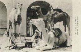 MEHARISTES Et Leurs Chameaux - Missions D'Afrique - Voyagée 1932 - África