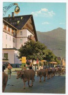 St. Anton Am Arlberg 1304 M. - Tirol - Viehtrieb - St. Anton Am Arlberg