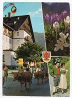 (St. Anton Am Arlberg 1304 M). - Viehtrieb In Tirol - St. Anton Am Arlberg