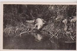 POINTE NOIRE-(A.E.F)-Caiman Sur La Rivière Loémé - Pointe-Noire