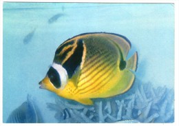 MALDIVES-ANGEL FISH,MALE' (J.ARTHUR DIXON/PHOTO ISMAIL) / THEMATIC STAMP-FISH - Maldivas