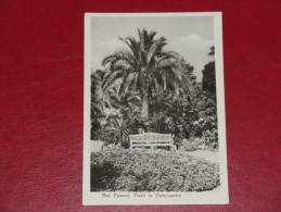 Bad Prymont Partie Im Palmengarten Niedersachsen Gebraucht Used Germany Postkarte Postcard - Bad Pyrmont