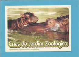 Hipopótamo ( Hippopotamus Amphibius ) Hippo - Crias Do Jardim Zoológico - Lisbon ZOO Lisboa - Portugal - Ippopotami