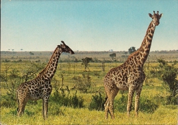 KENYA  KENIA   GIRAFFES  Nice Stamps - Giraffen
