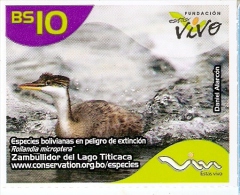 TARJETA DE BOLIVIA DE UN ZAMBULLIDOR DEL LAGO TITICACA (PAJARO-BIRD) CON MARCO BLANCO - Bolivia